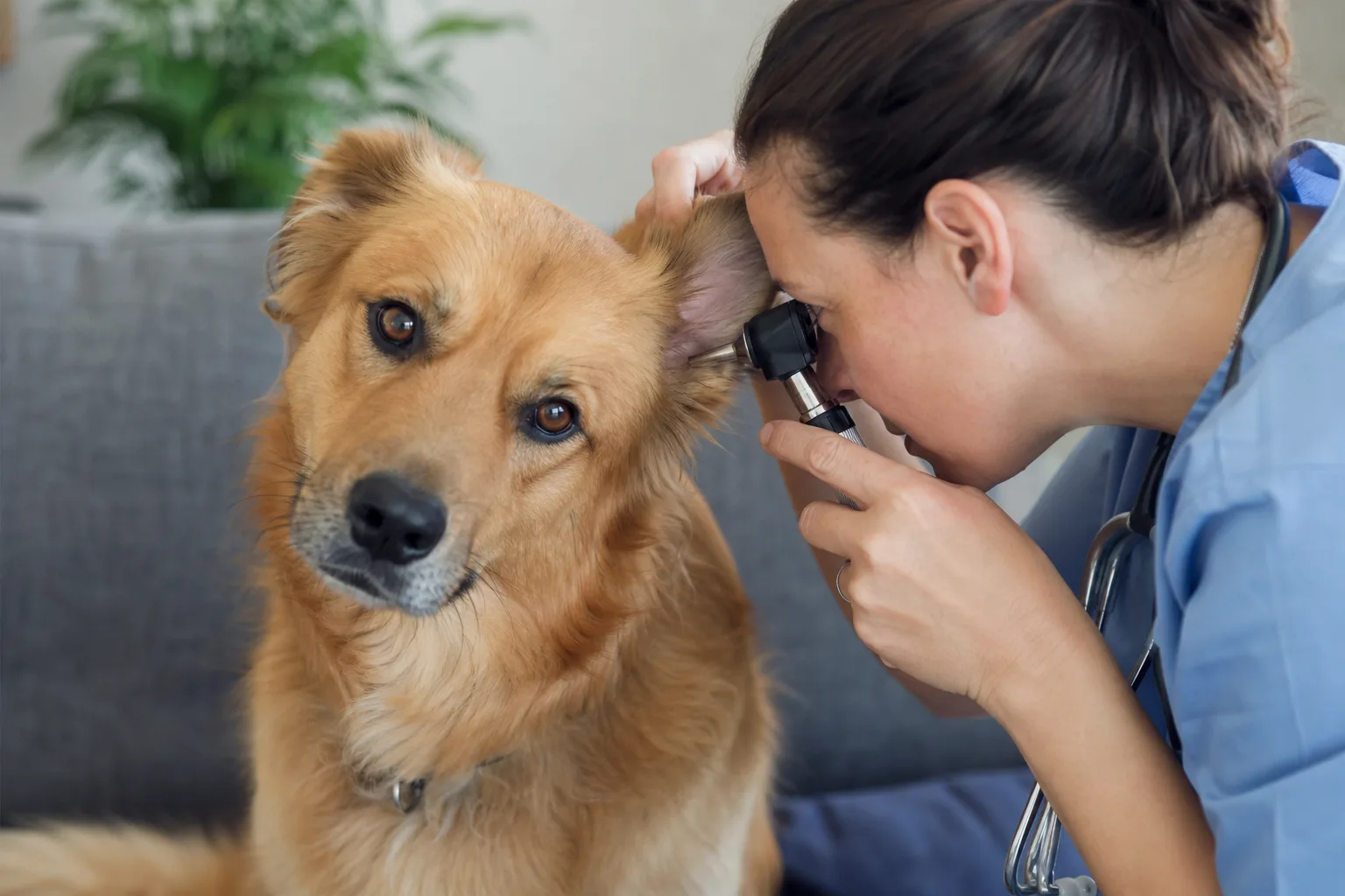 Otite em cachorro: causas, sintomas e tratamento